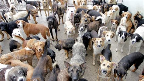 coletivo de cachorro - película sonido de libertad